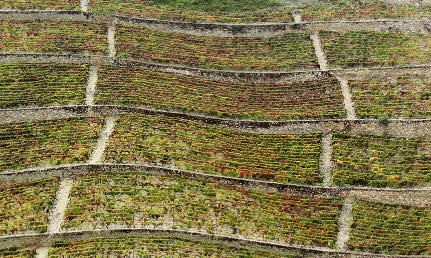 Quinta do Crasto vinice maria teresa